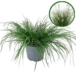 Bild von VP Pennisetum Hameln P19